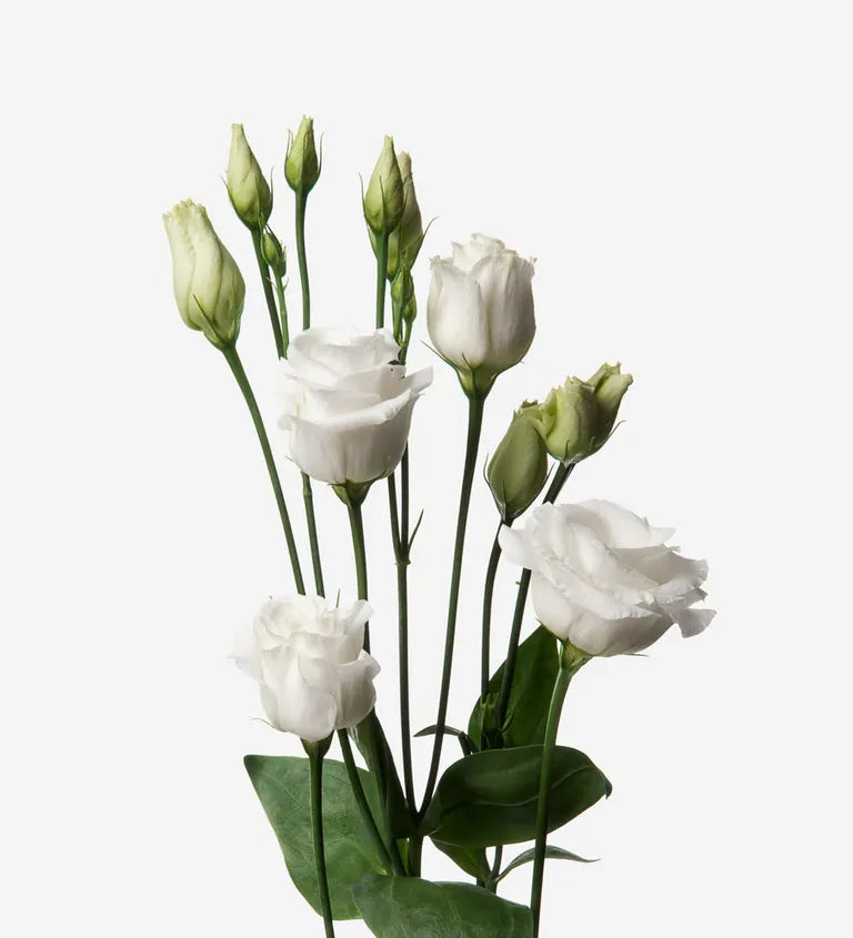 Lisianthus — Ruffled Rose-Like Bloom (10-Stem Bunch)
