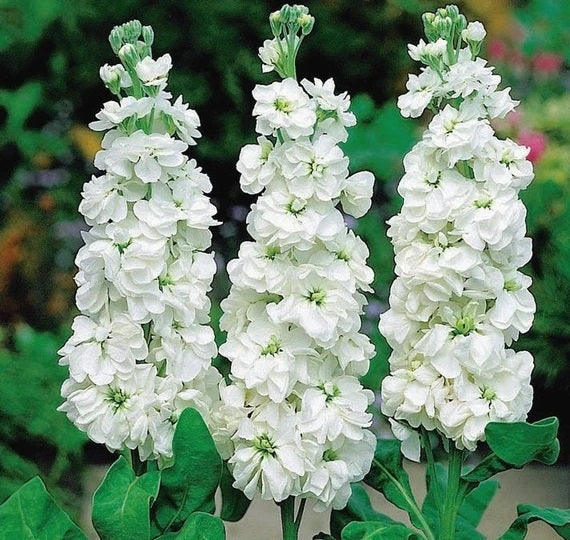 Stock — Fragrant Column Spike (10-Stem Bunch)