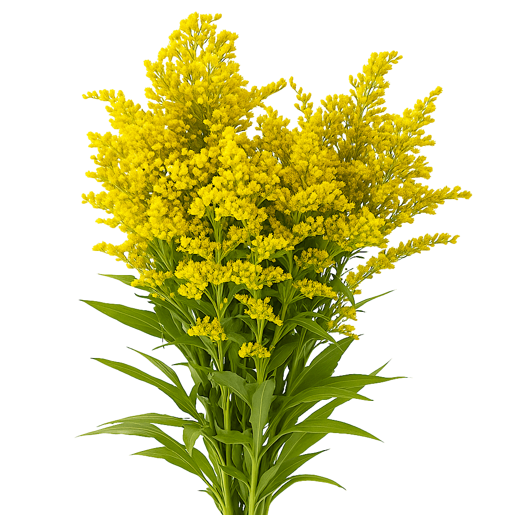 Solidago — Golden Plume Filler (10-Stem Bunch)