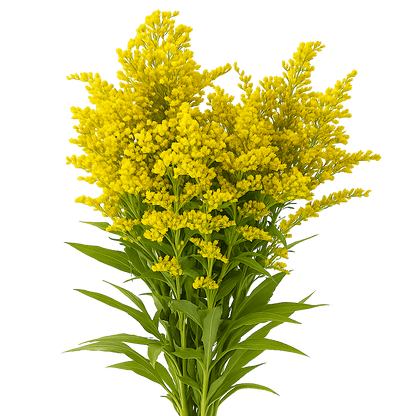 Solidago — Golden Plume Filler (10-Stem Bunch)