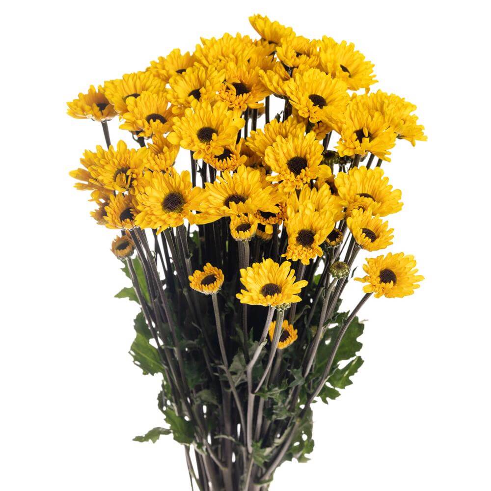 Pompón — Round Button Filler (10-Stem Bunch)