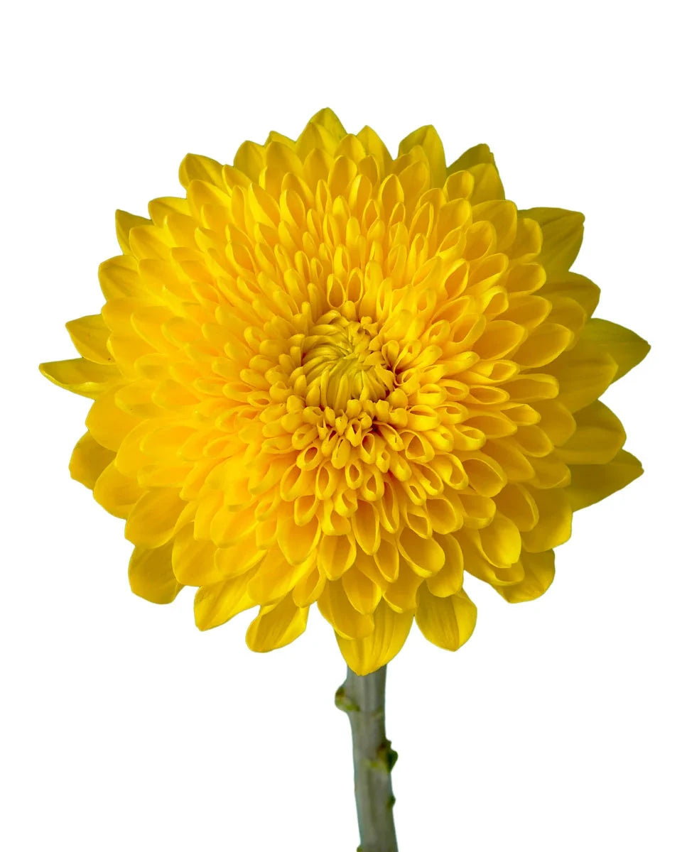 Chrysanthemum — Full Bloom Focal (10-Stem Bunch)