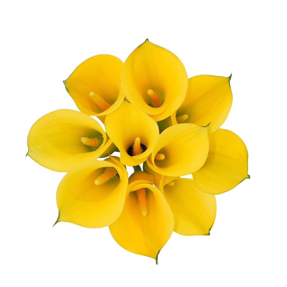 Mini Calas — Sculptural Trumpet Bloom (10-Stem Bunch)