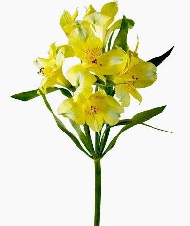 Alstroemeria — Long-Life Filler (10-Stem Bunch)