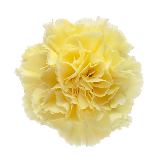 Carnations — Ruffled Classic Bloom (10-Stem Bunch)