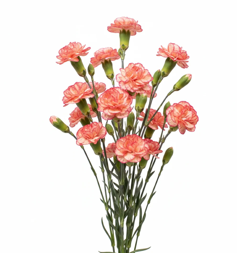 Mini Carnations — Spray Cluster Filler (10-Stem Bunch)