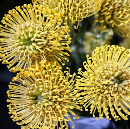 Protea — Statement Textural Bloom (10 Stem Bunch)