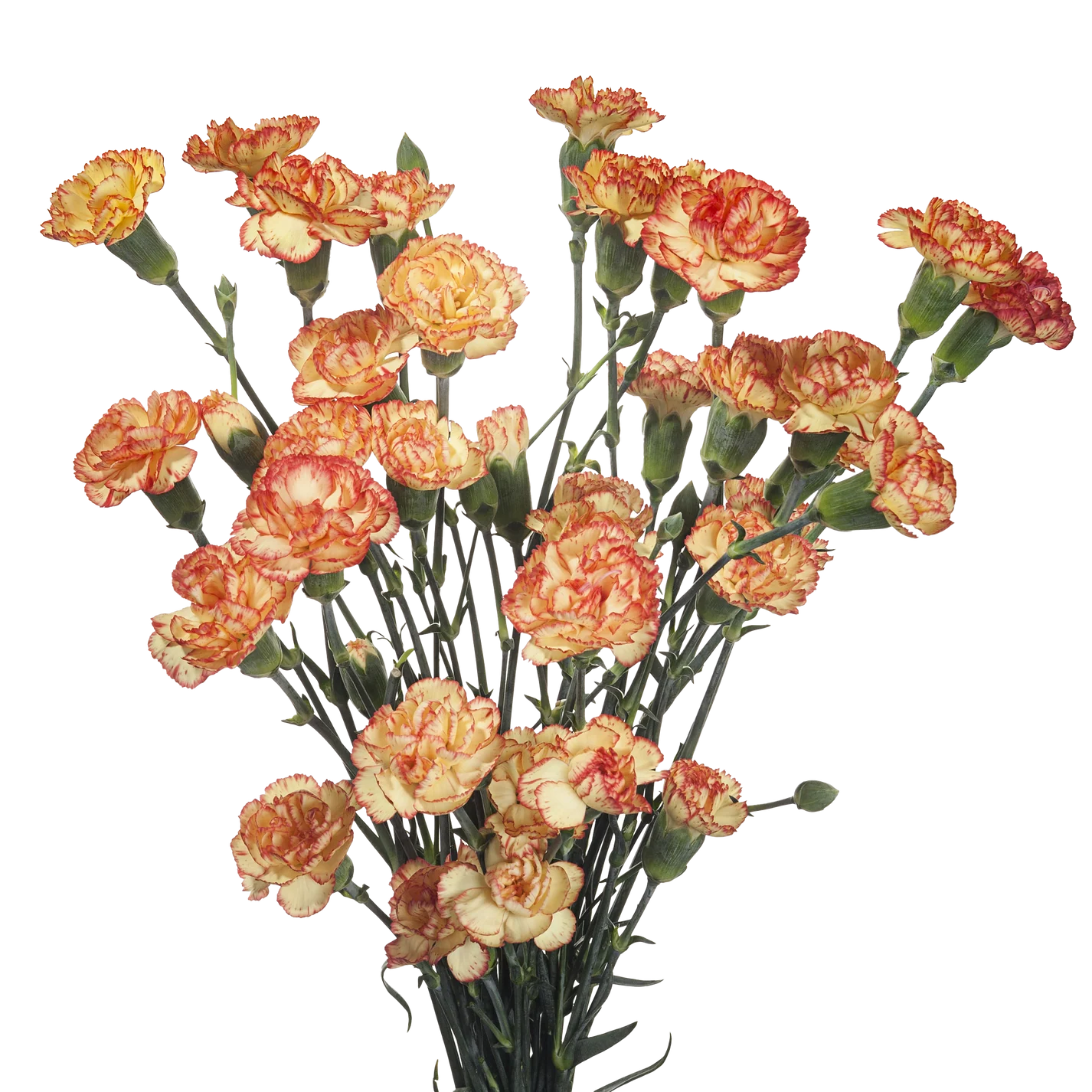 Mini Carnations — Spray Cluster Filler (10-Stem Bunch)